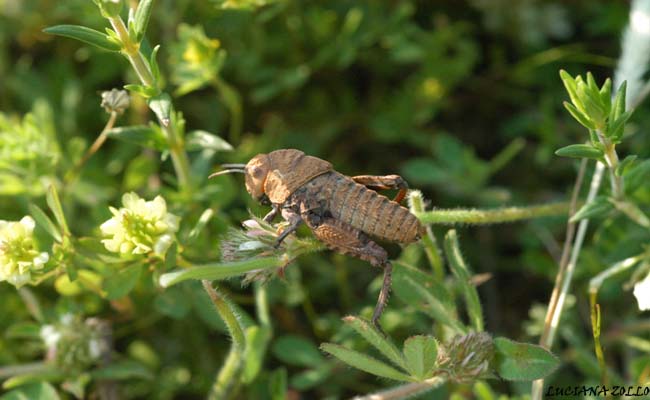 Prionotropis appula